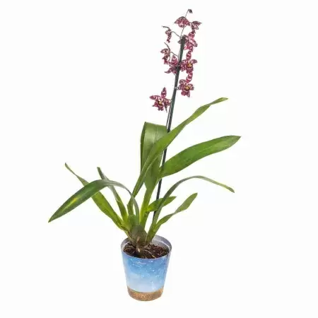 Одонтиода Стирбик 1 ст