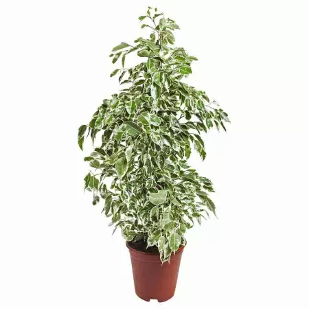 Фикус бенджамина Старлайт