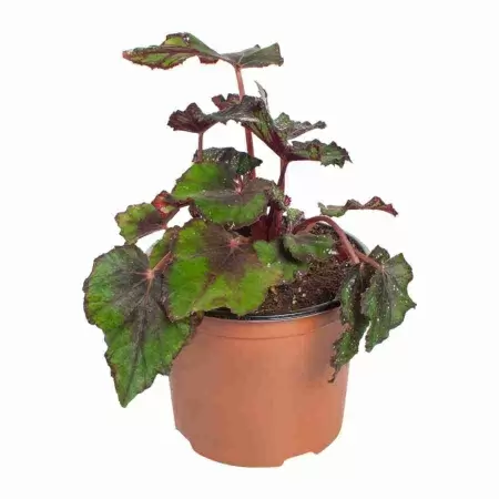 Бегония рекс Гибриден