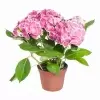 Гортензия Бавария пинк