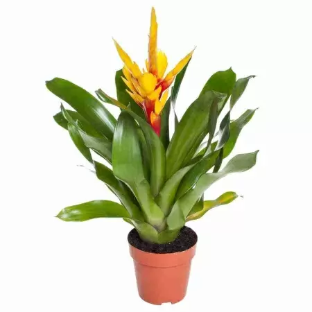 Вриезия Интенсо жёлтая