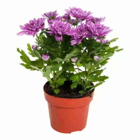 Хризантема Пурпурная Кристал Лавли