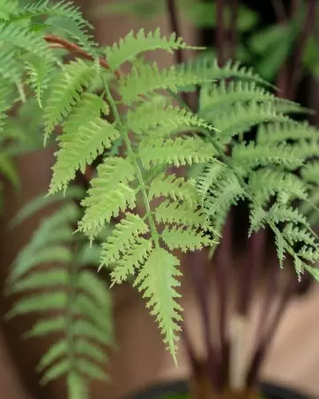 Папоротник искусственный Папоротник искусственный