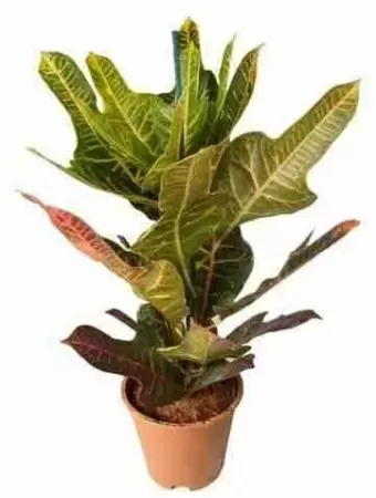 Кодиеум Экселент