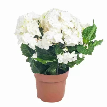 Гортензия Papillon Гортензия Papillon