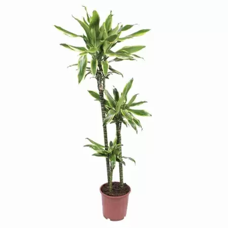 Драцена фрагранс Артуро 3 ст