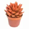 Эхеверия краш оранж