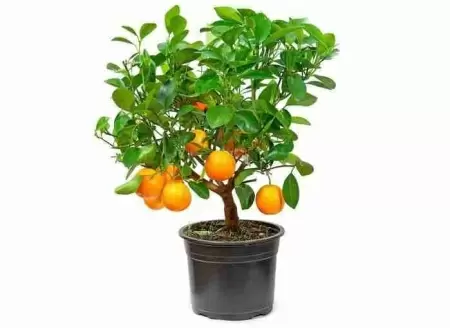 Мандариновое дерево