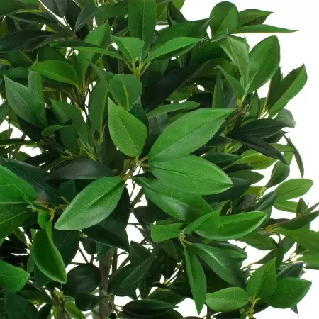 Самшит Балеарский искусственный 