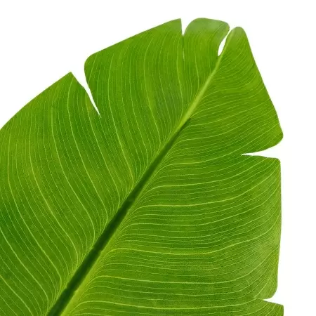 Стрелиция искусственная