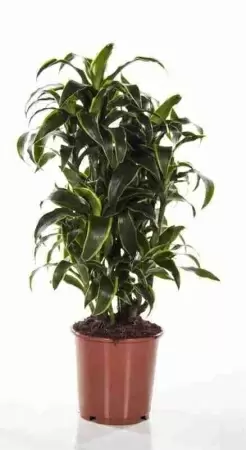 Драцена фрагранс Дорадо разветвленная