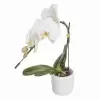 Фаленопсис Формидабло 1 ст