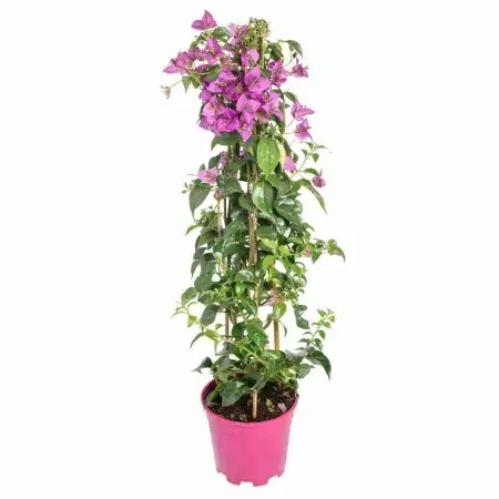 Бугенвиллия Клабра Донкер