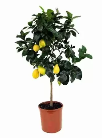 Лимонное дерево