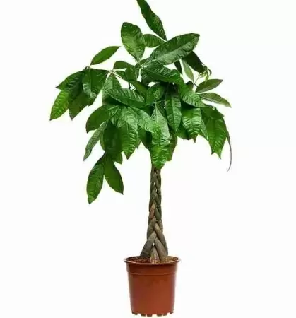 Пахира Акватика 5 ст