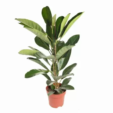 Фикус бенгальский 