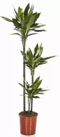 Драцена фрагранс Джанет Линд 3 ствола