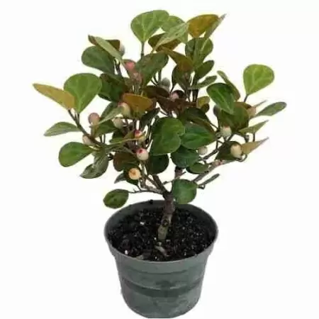 Фикус дельтовидный Мистлетое