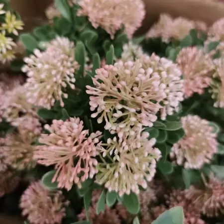 Клевер искусственный