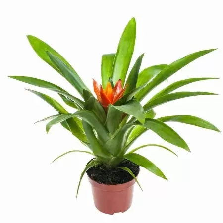 Гузмания Темпо