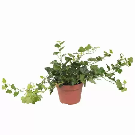 Хедера хеликс Шамрок