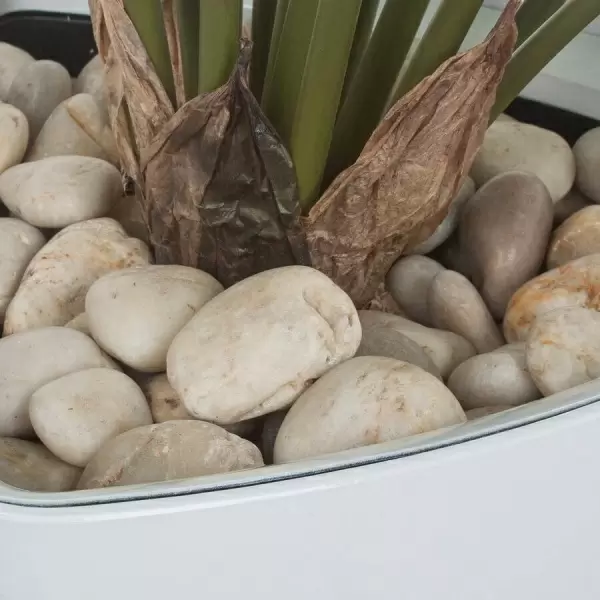 Искусственное растение Алоказия в горшке Crater Silk