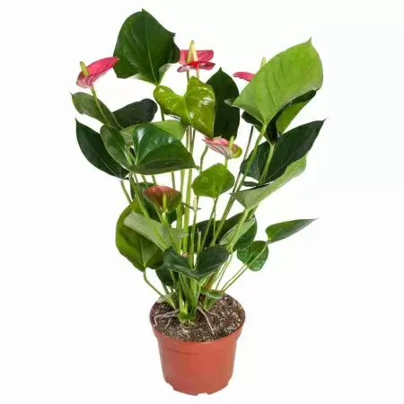 Антуриум андрианум Ариса розовый