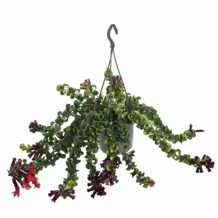 Эсхинантус Раста Эсхинантус Раста