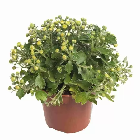 Аджания пацифика белая