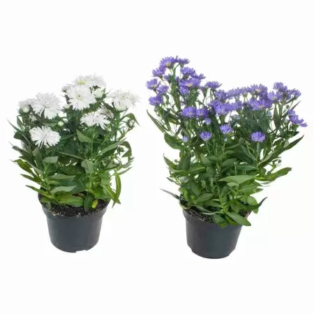 Сентябринки (астра бельгийская)