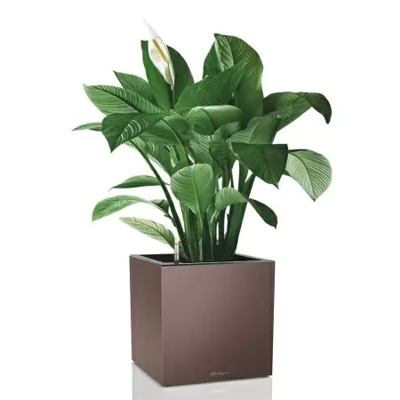 Кашпо Lechuza Canto Cube