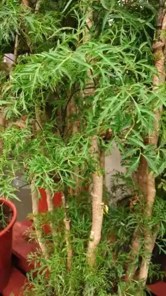 Полисциас Минг 