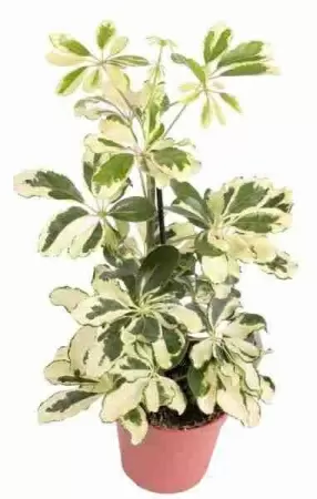 Шеффлера Шарлотта