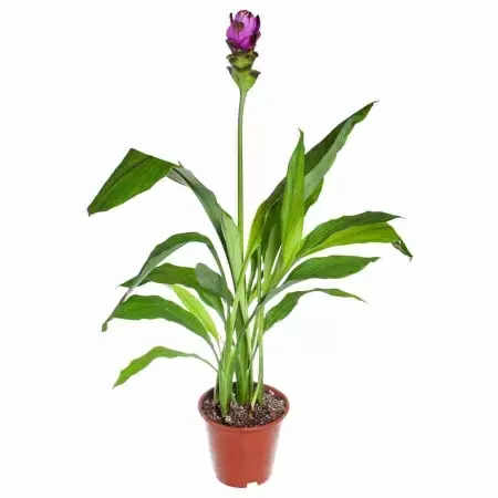 Куркума Сиам Шэдоу