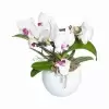 Орхидеи в горшках