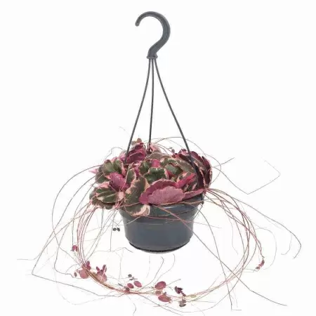 Саксифрага Столонифера триколор