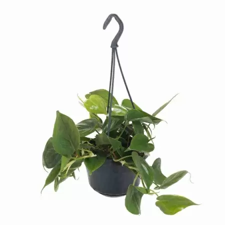 Филодендрон Скандерс ампельный