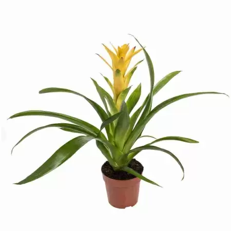 Гузмания Диана