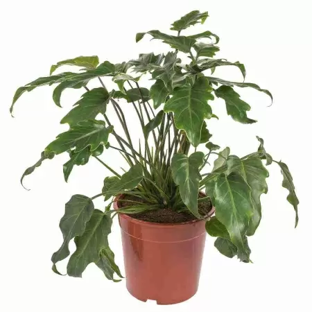 Филодендрон Педатум