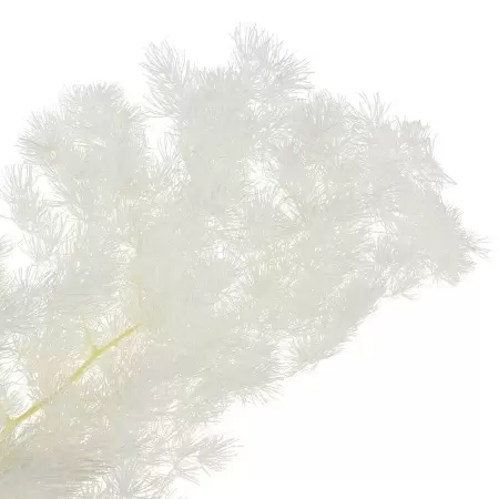 Аспарагус стабилизированный