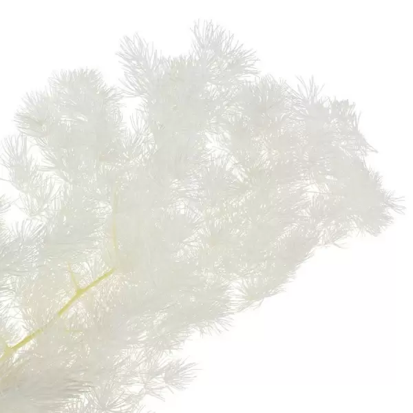 Аспарагус стабилизированный