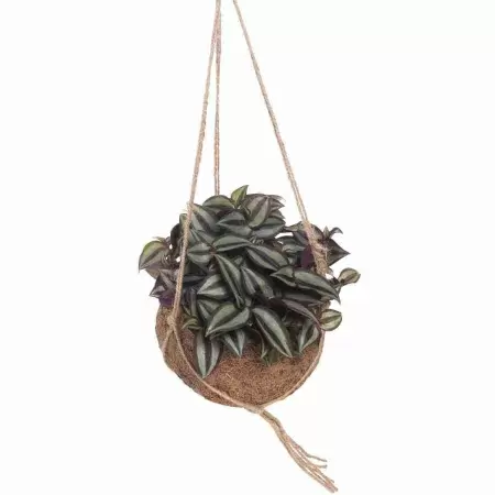 Традесканция Зебрина ампельная