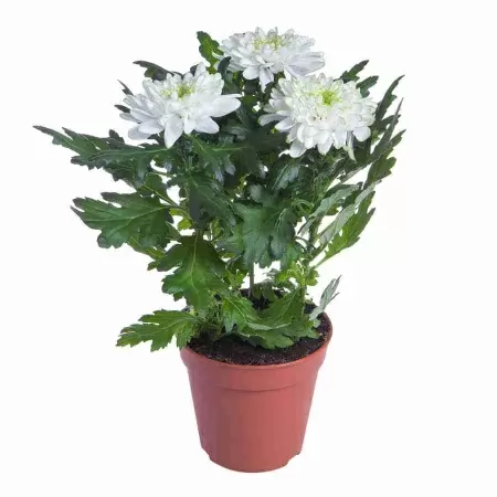 Хризантема зембла лайм