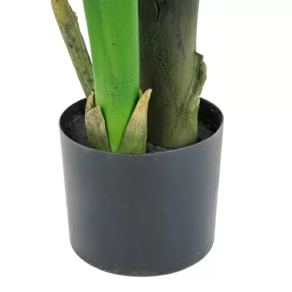 Стрелиция искусственная Стрелиция искусственная