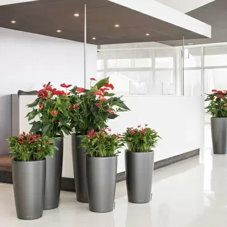 Кашпо Lechuza Rondo