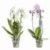 Фаленопсис Кембридж каскад 2 ст
