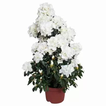 Азалия индика белая пирамида Азалия индика белая пирамида