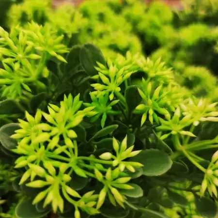 Астра искусственная