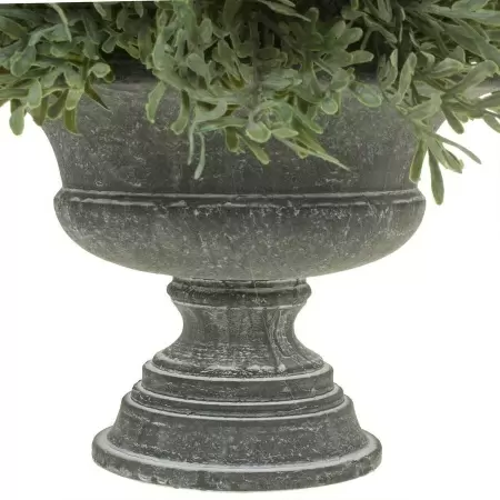 Самшит в кашпо