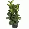 Фикус лировидный (лирата) Бамбино 3 ст